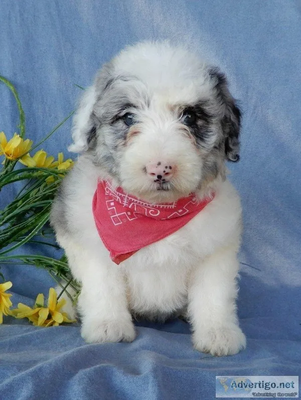 Dixie Female Mini Sheepadoodle