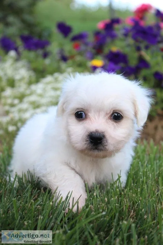 David Male Shichon