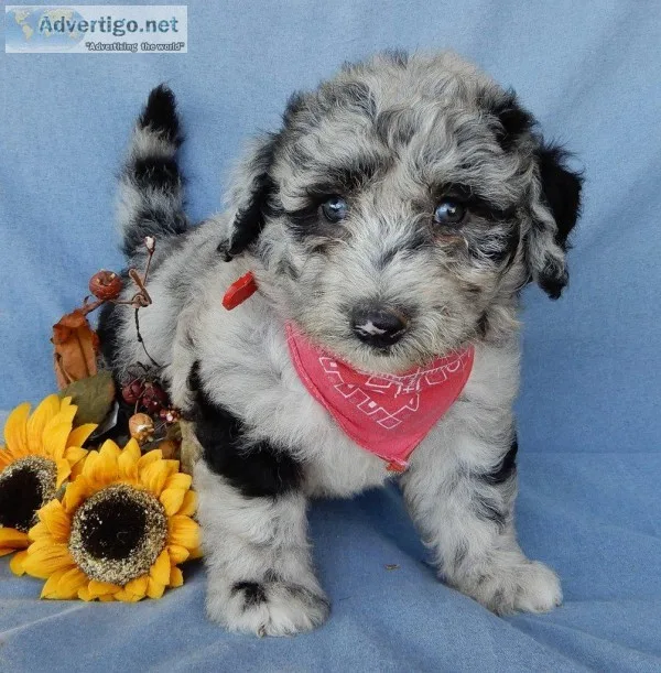 Marble Male Mini Sheepadoodle