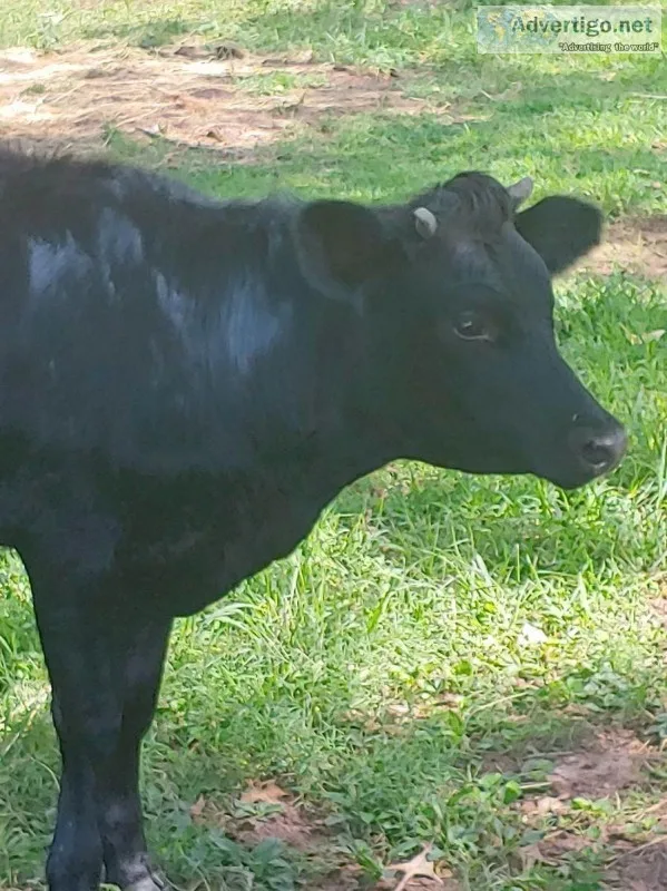 BLACK ANGUS HEIFER
