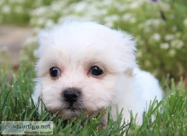 Delilah Female Shichon