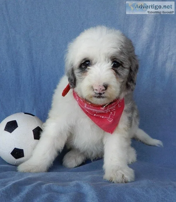 Apollo Male Mini Sheepadoodle