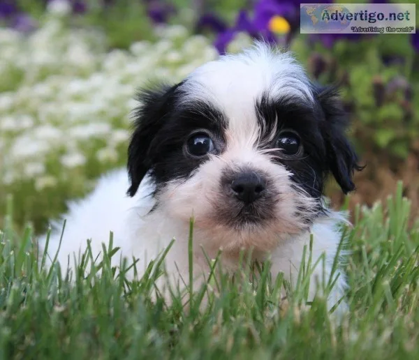 Danny Male Shichon