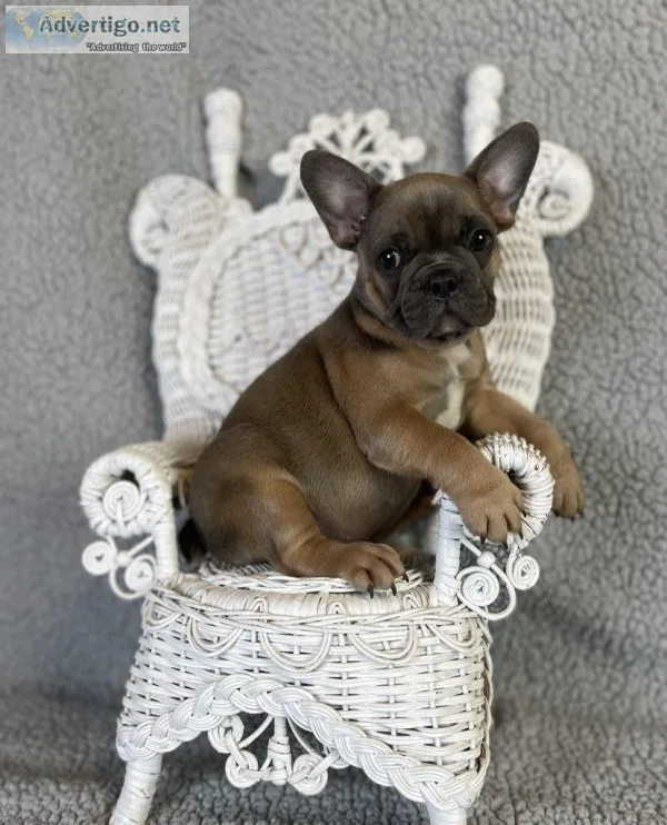 Duffy Male AKC French Bulldog