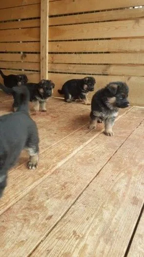 Tan and black german shepherd puppies