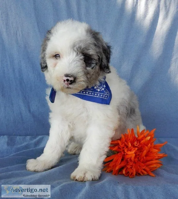 Asher Male Mini Sheepadoodle