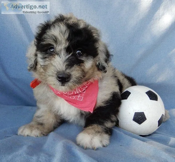 Axel Male Mini sheepadoodle