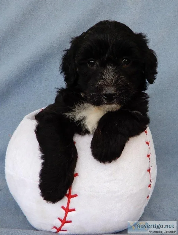 Diesel Male Mini Sheepadoodle