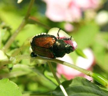 Pest exterminator in Toronto