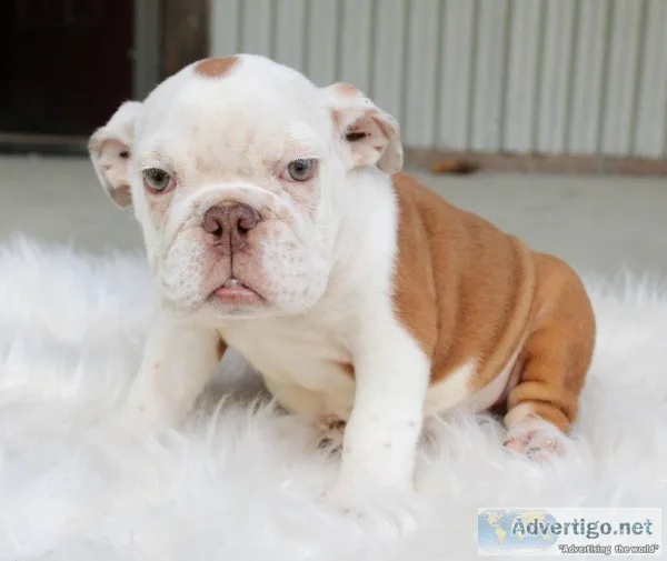 Oliver AKC Male English Bulldog