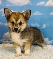 Eddie Male Corgi Mix