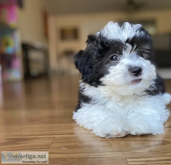 Adorable male and female maltipoo