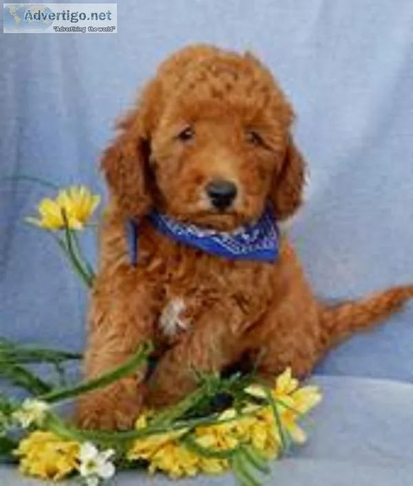 Buster Male F1b Mini Goldendoodle