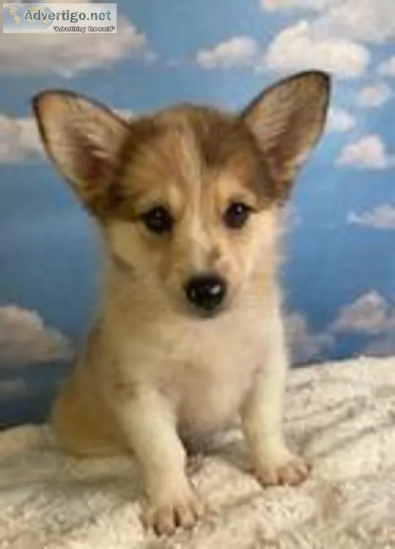 Nessie Female Corgi Mix