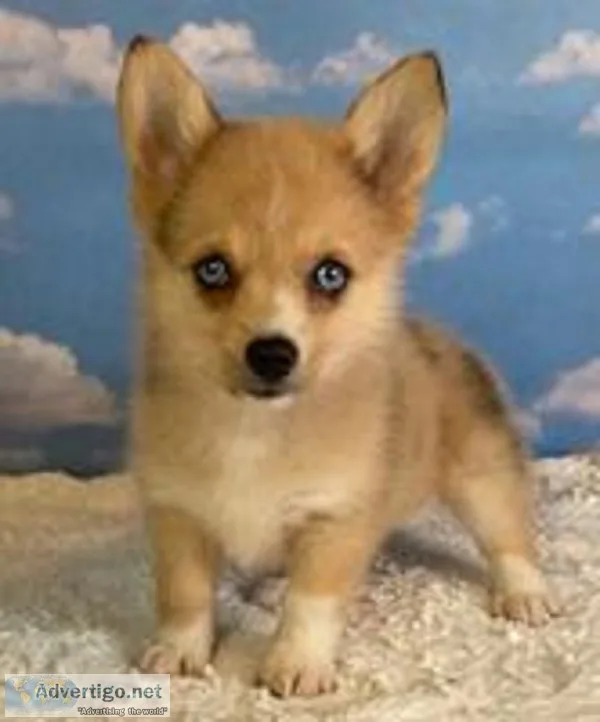 Tilly Female Corgi Mix