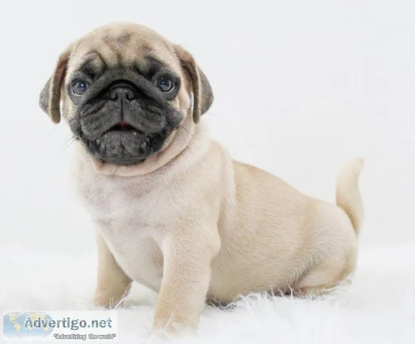 Barlow Male AKC Pug