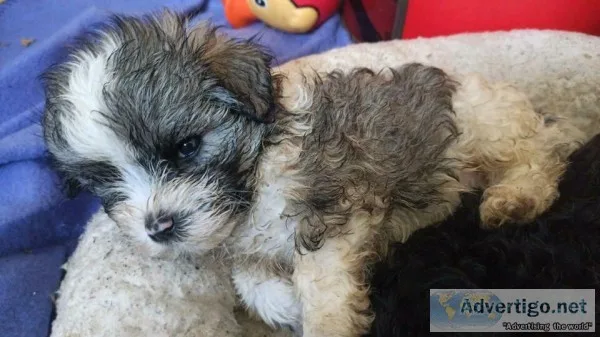 Adorable male and female maltipoo