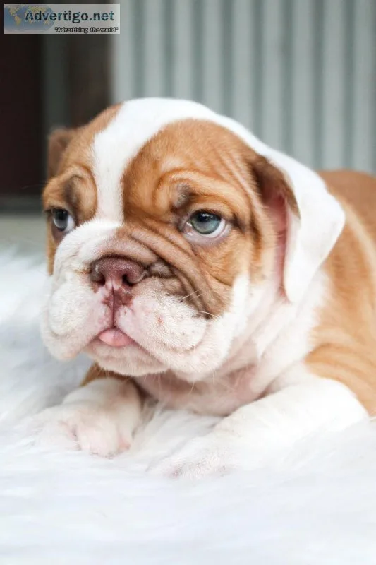 Tyson Male AKC English Bulldog