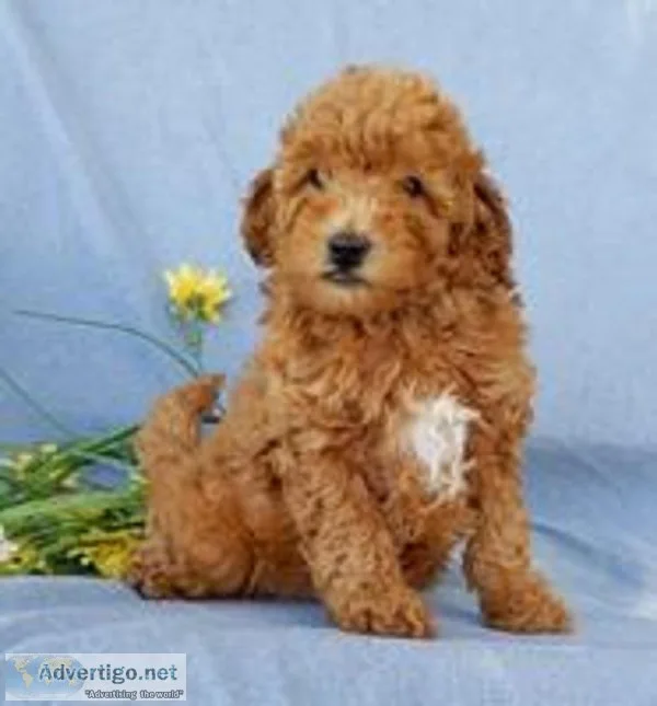 Benji Male F1b Mini Goldendoodle