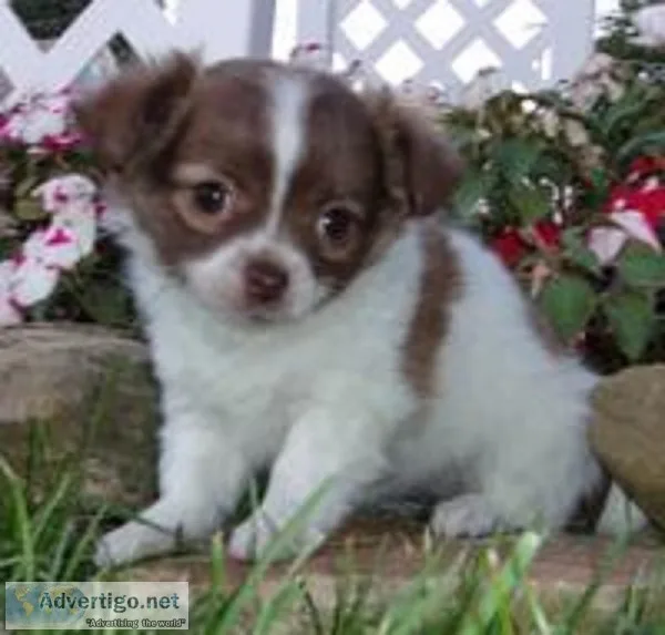 Gina Female Chihuahua