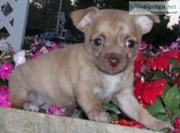 Charlie Male Chihuahua