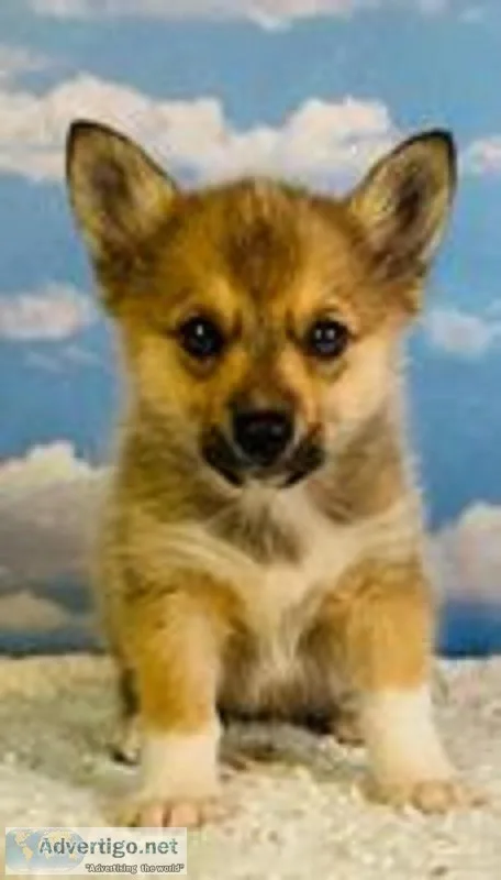 Milly Female Corgi Mix