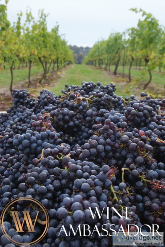 Wine of the month club