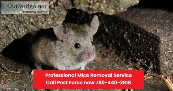 Edmonton Pest Control  Pestforce.ca