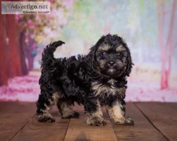 Lester Male Cavapoo