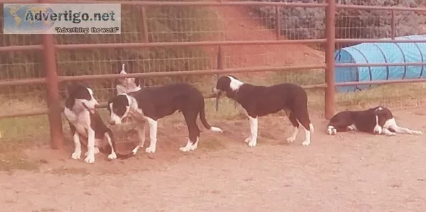 Smooth Coat Border Collies