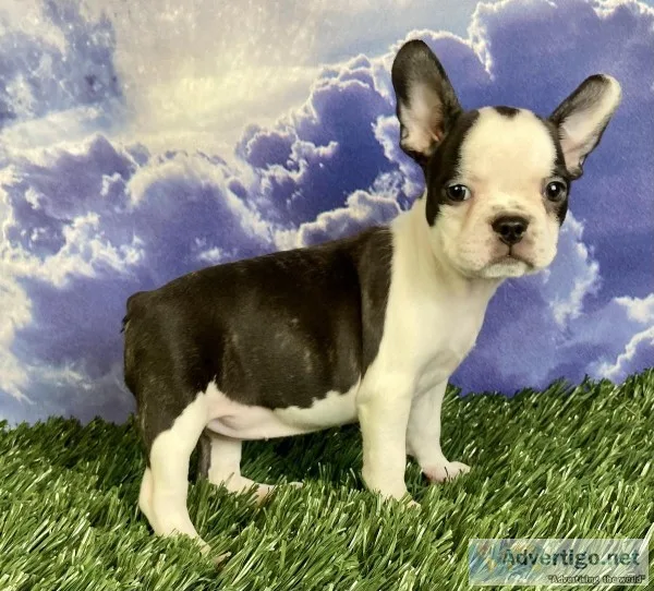 Luca Female Frenchton
