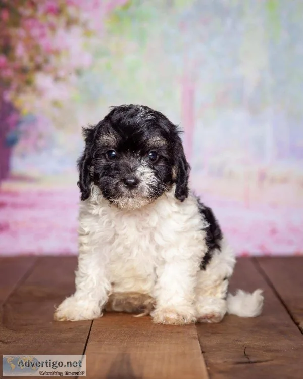 Luke Male Cavapoo