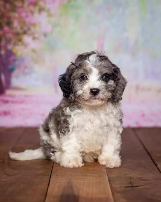 Levi Male Cavapoo