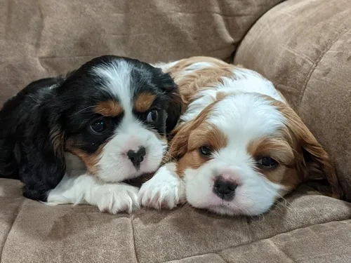 Lovely cavalier king charles