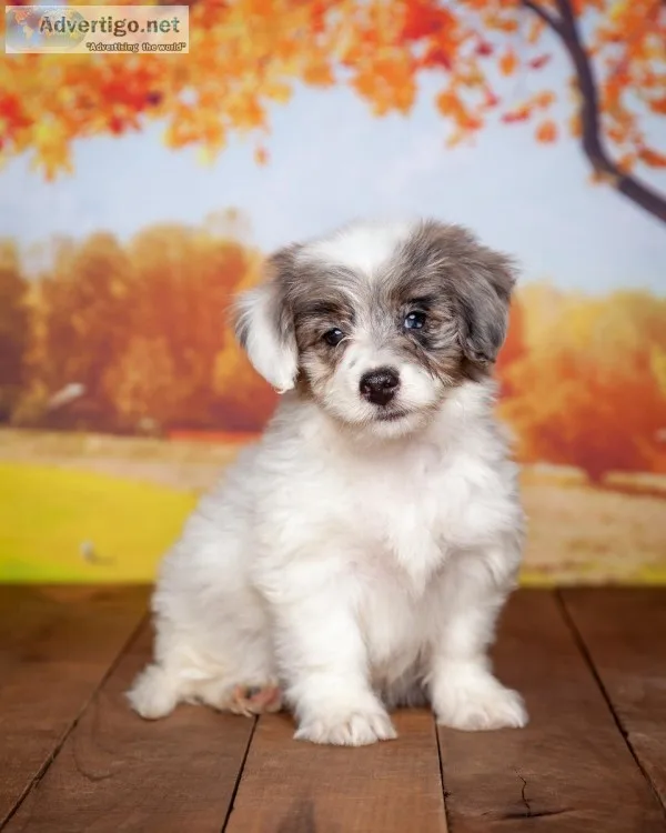 Lila Female Aussiedoodle