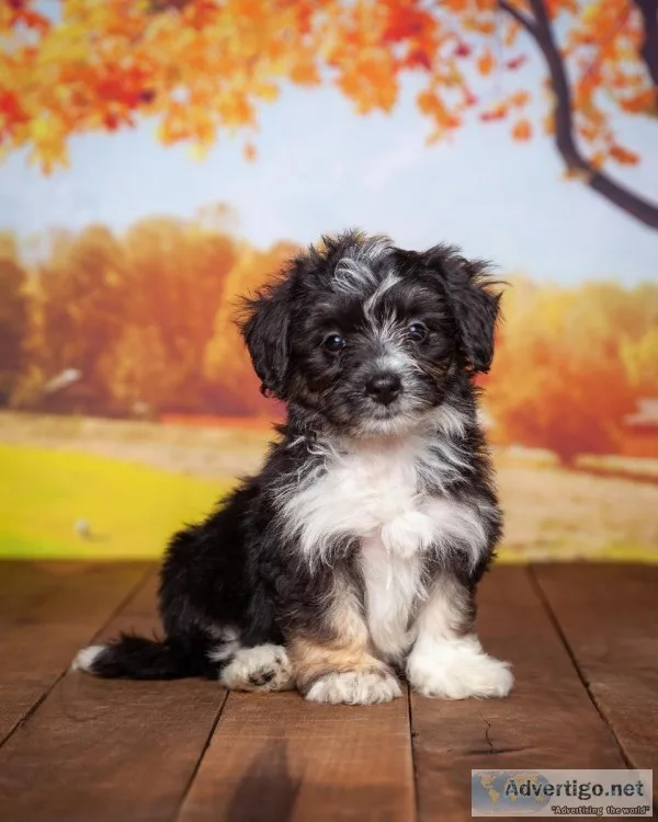 Kayla Female Aussiedoodle