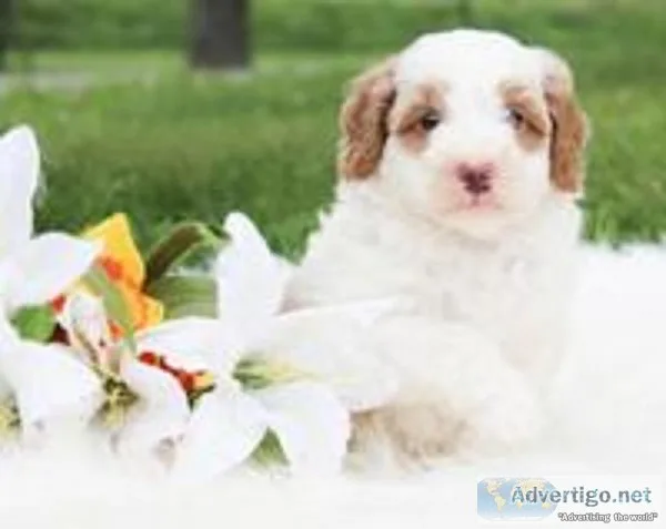 Chester Male Mini Aussiedoodle