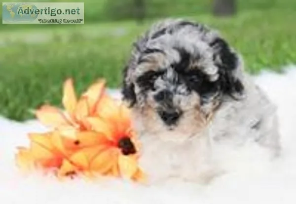 Chase Male Mini Aussiedoodle