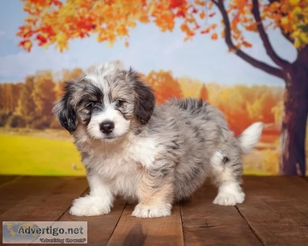 Leroy Male Aussiedoodle