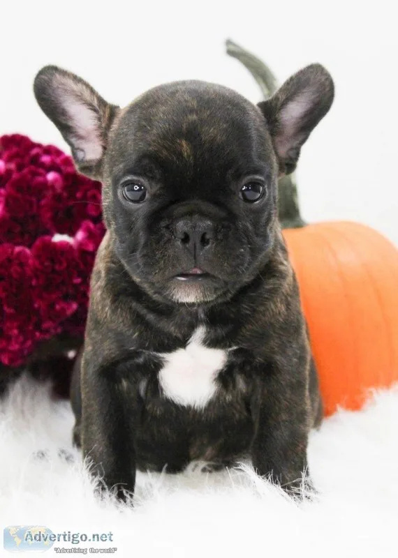 Buddy Male Frenchton