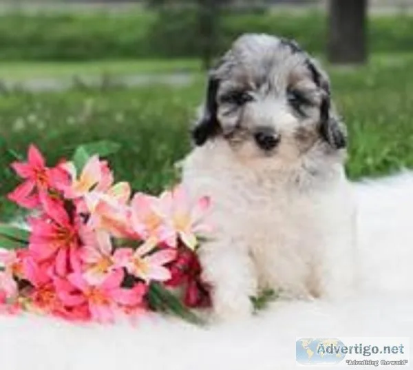 Kate Female Mini Aussiedoodle