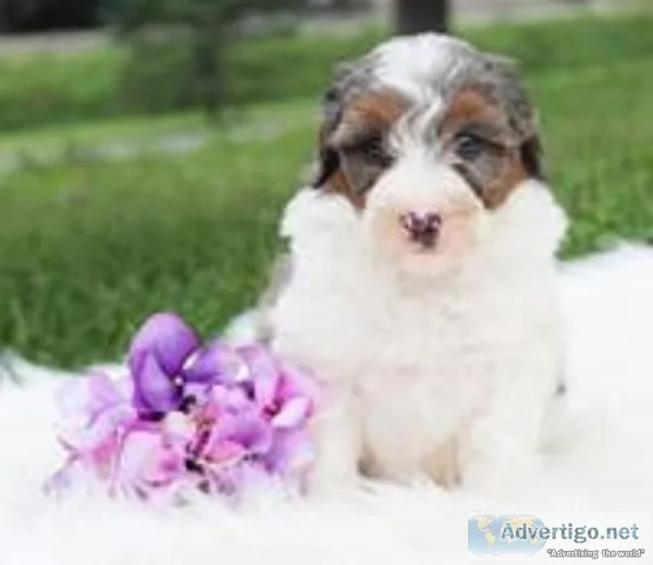 Sophie Female Mini Aussiedoodle