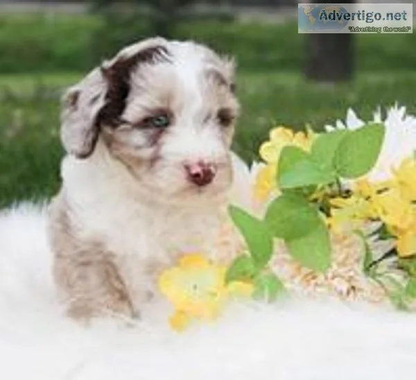 Leo Male Mini Aussiedoodle