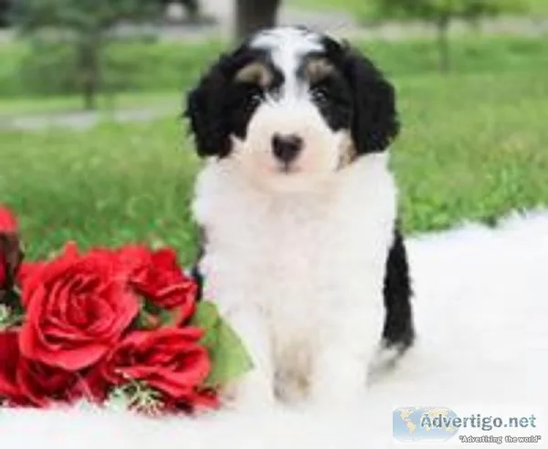 Ally Female Mini Aussiedoodle