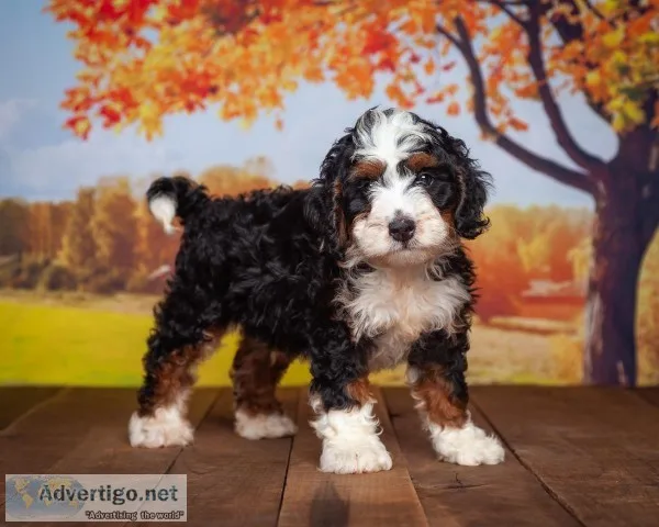 Mark Male Bernedoodle