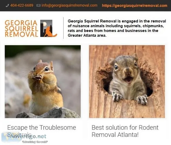 Low-cost flying squirrel removal in Atlanta GA
