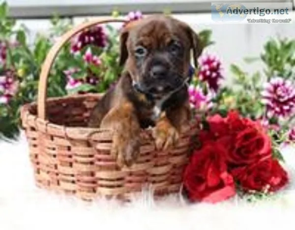 Max Male Boxer Rottweiler Mix