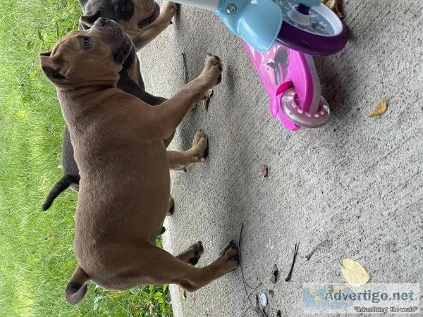 Buck Male ABKC American Bully