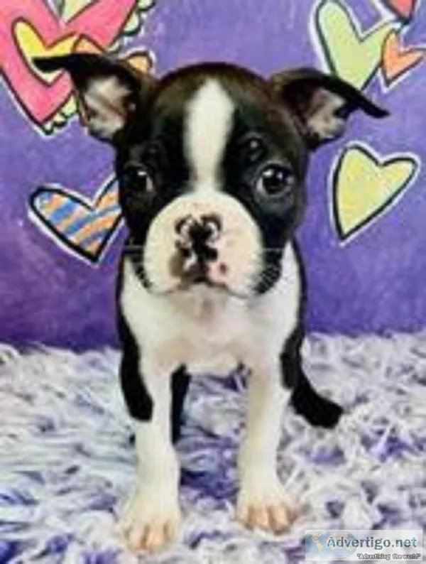 Bella Female AKC Boston Terrier