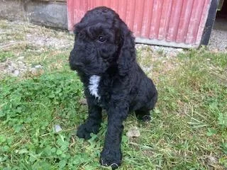 Rex Male Moyen Poodle
